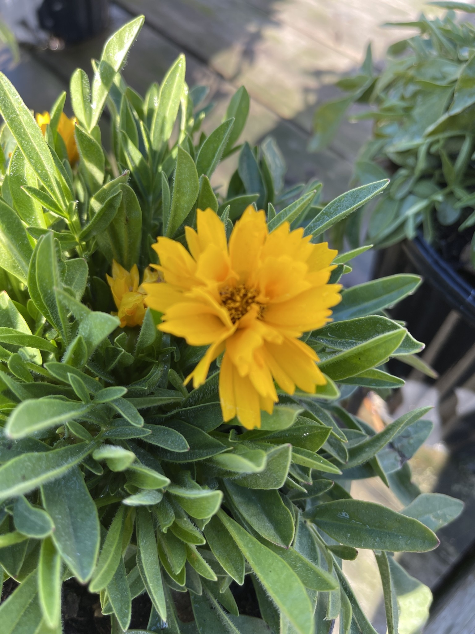 'EARLY SUNRISE' COREOPSIS, 1 GALLON