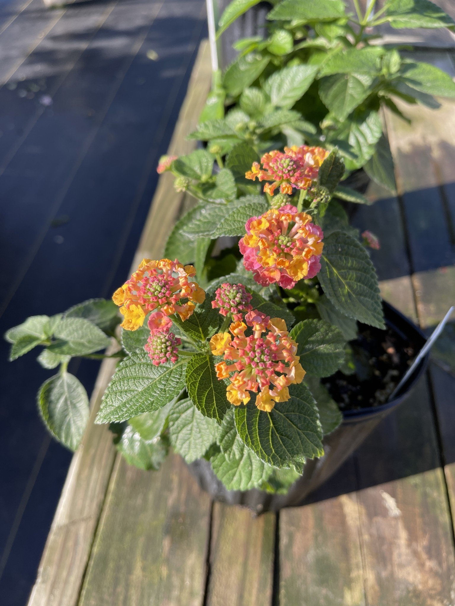 'HAVANA SUNSET' LANTANA, 1 GALLON