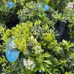 PITTOSPORUM, 'WHEELERS DWARF' 3G