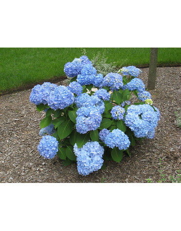 HYDRANGEA, 'ENDLESS SUMMER' 3G*