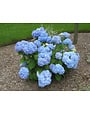 'ENDLESS SUMMER' HYDRANGEA, 3 GALLON