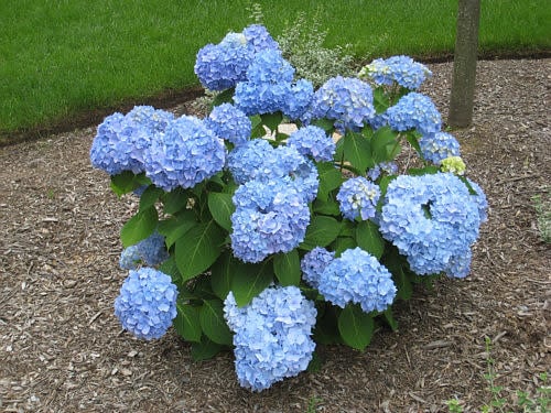 'ENDLESS SUMMER' HYDRANGEA, 3 GALLON