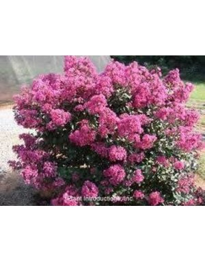 CRAPE MYRTLE, 'PLUM MAGIC', 3G*