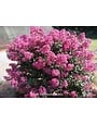 'PLUM MAGIC' CRAPE MYRTLE PLANT, 3 GALLON