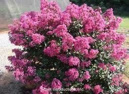 'PLUM MAGIC' CRAPE MYRTLE PLANT, 3 GALLON