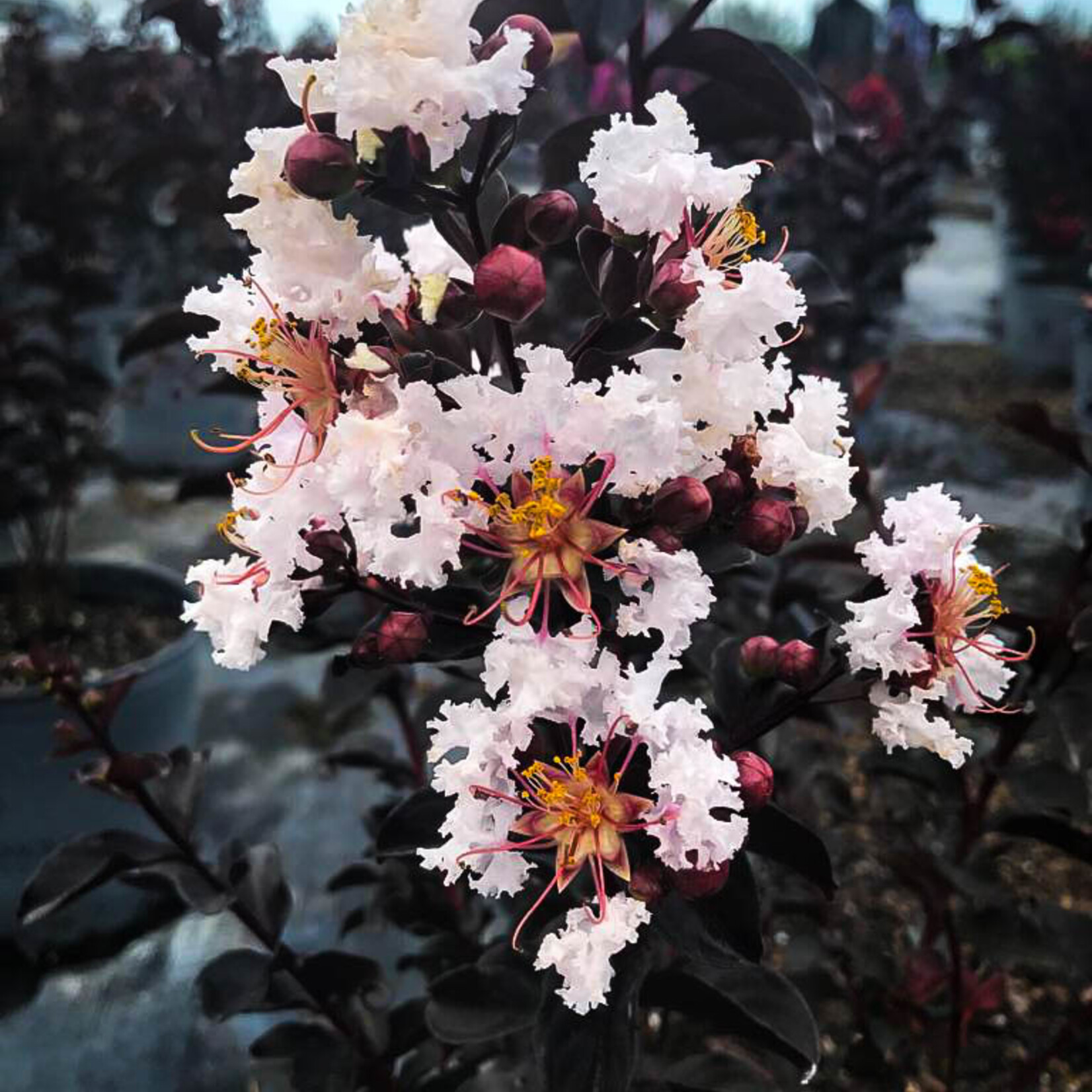 Crape Myrtle, 'Ebony & Ivory' 3G (black leaves white flowers)