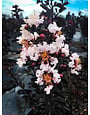 'EBONY AND IVORY' CRAPE MYRTLE PLANT, 3 GALLON
