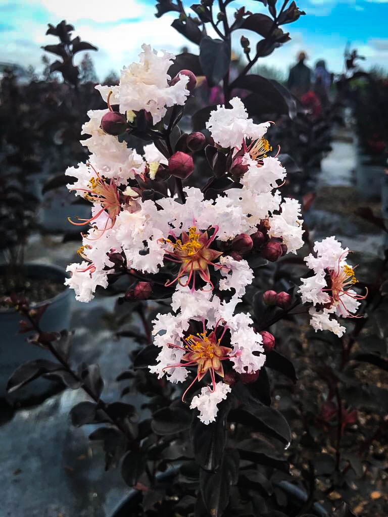 'EBONY AND IVORY' CRAPE MYRTLE PLANT, 3 GALLON