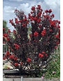 'EBONY FLAME' CRAPE MYRTLE PLANT, 3 GALLON