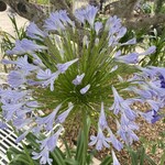 AGAPANTHUS, BLUE, 1G