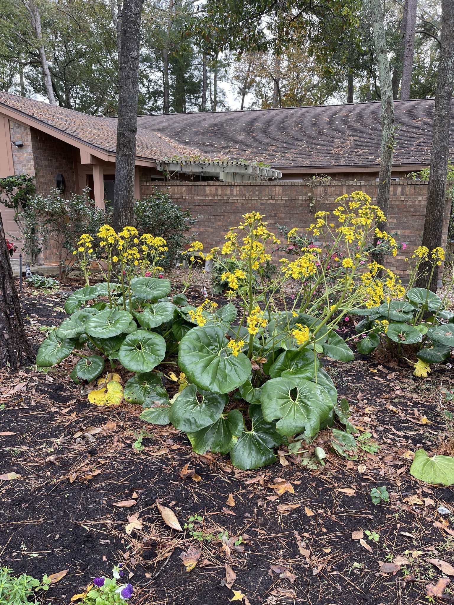 FARFUGIUM, LIGULARIA GIGANTEA, 3G