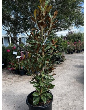 MAGNOLIA, 'BRACKENS BROWN BEAUTY', 15 G