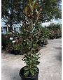 BRACKENS BROWN BEAUTY MAGNOLIA TREE, 15 GALLON