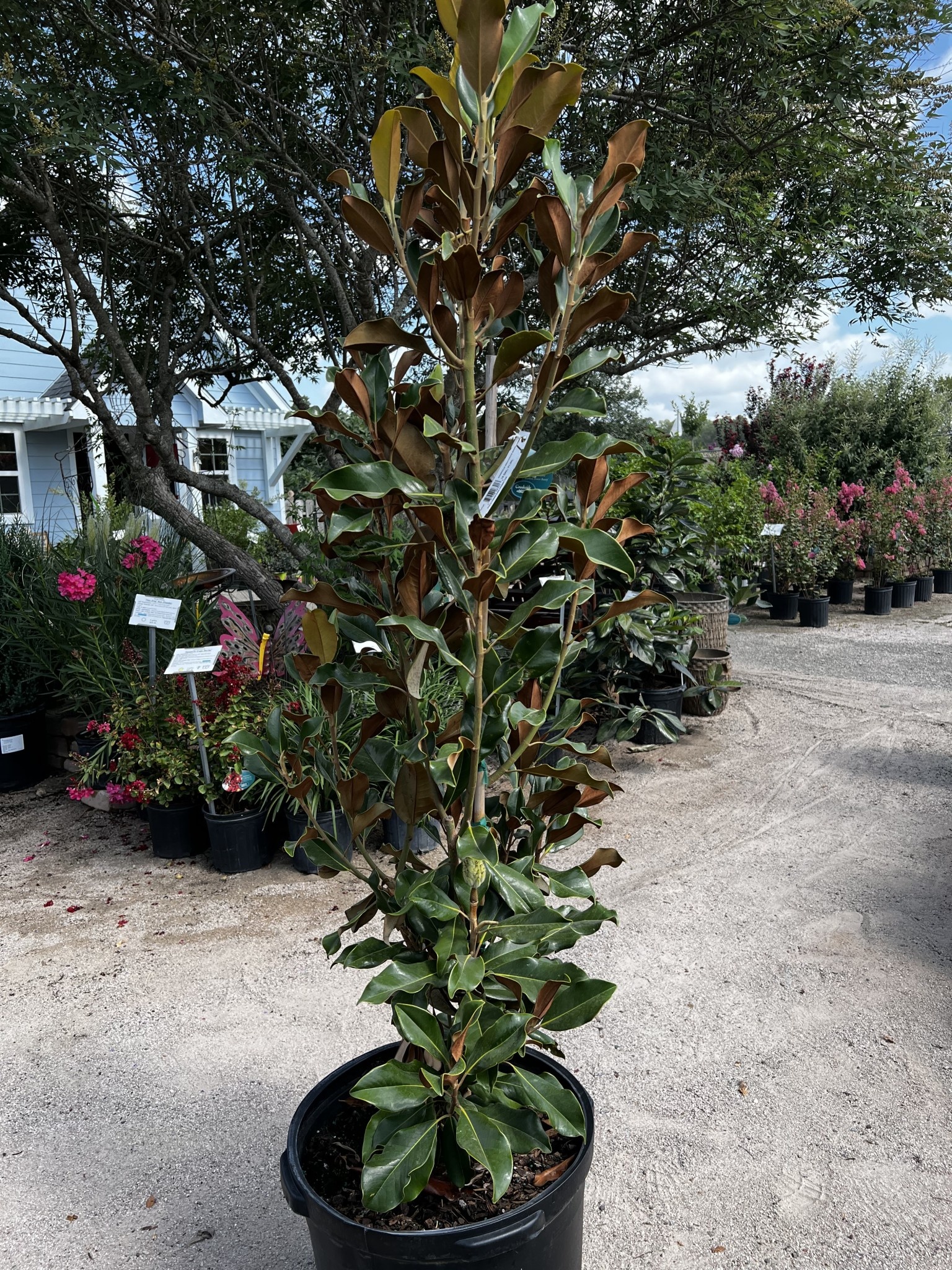 MAGNOLIA, 'BRACKENS BROWN BEAUTY', 15 G