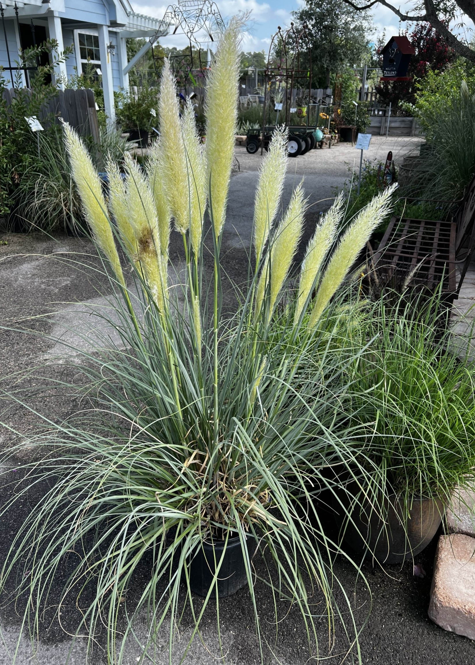 GRASS, PAMPAS, 'BLUE BAYOU' 3G Growers Outlet Willis Texas
