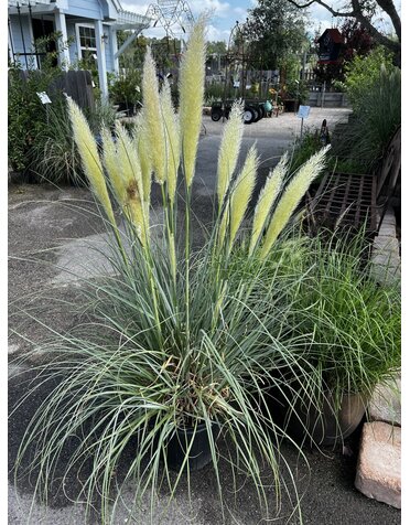 GRASS, PAMPAS, 'BLUE BAYOU', 3G