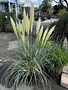 GRASS, PAMPAS, 'BLUE BAYOU', 3G