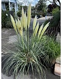GRASS, PAMPAS, 'BLUE BAYOU', 3G