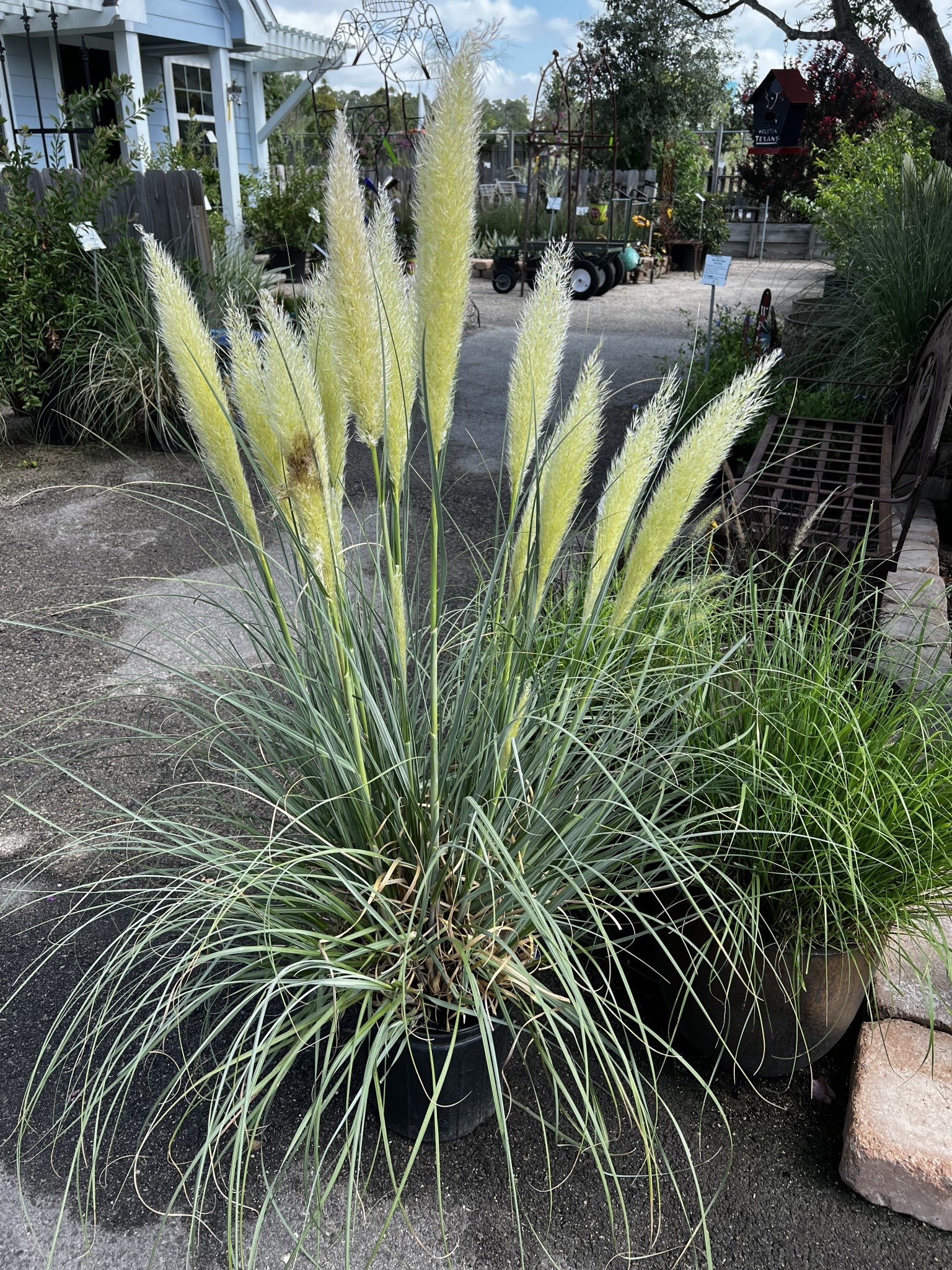 GRASS, PAMPAS, 'BLUE BAYOU', 3G