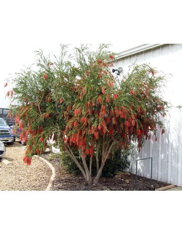 Bottlebrush 'Hannah Ray' 15 Gallon