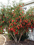 Bottlebrush 'Hannah Ray' 15 Gallon