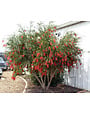 Bottlebrush 'Hannah Ray' 15 Gallon