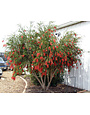 'HANNAH RAY' BOTTLEBRUSH, 15 GALLON