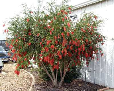 'HANNAH RAY' BOTTLEBRUSH, 15 GALLON