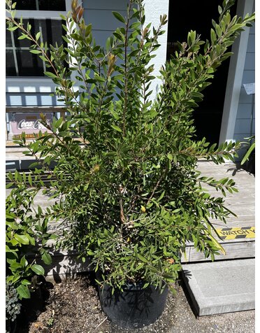 Bottlebrush 'Hardy' 15 Gallon