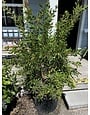 'Hardy' Bottlebrush, 15 Gallon | Growers Outlet Houston