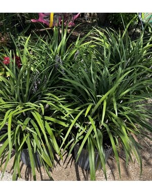 LIRIOPE, 'SUPER BLUE' 3G*