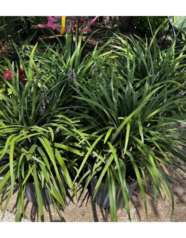 LIRIOPE, 'SUPER BLUE' 3G*