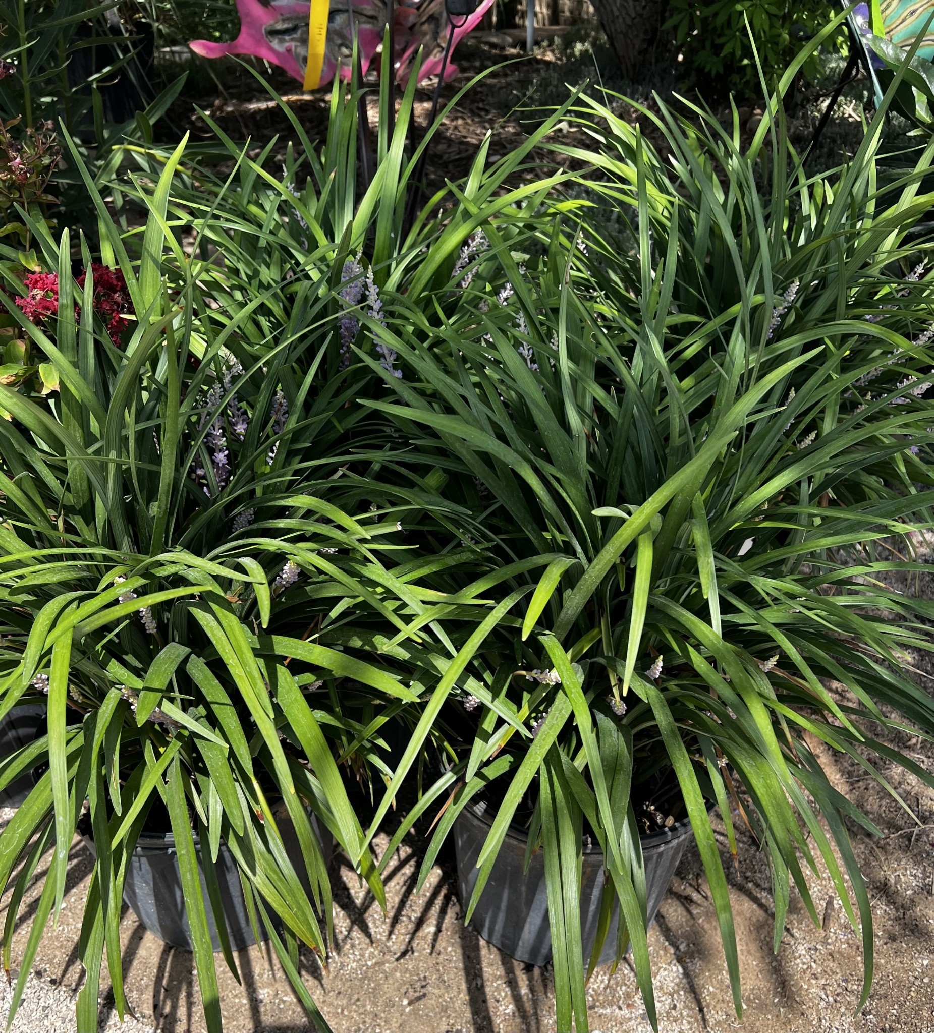 'SUPER BLUE' LIRIOPE PLANT, 3 GALLON