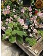 BOUGAINVILLEA, 'THAI DELIGHT', 3G (bicolor pink)