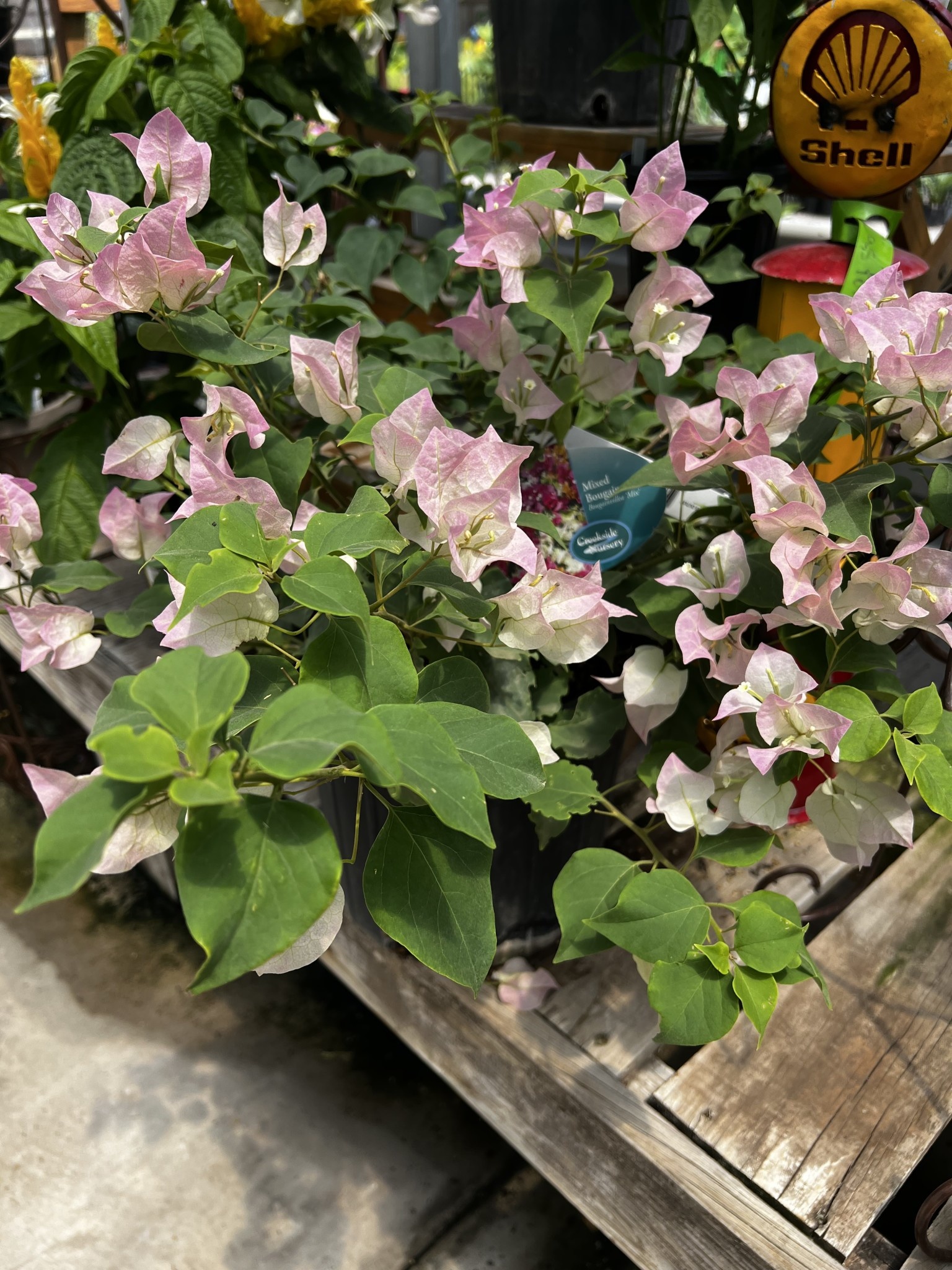 BOUGAINVILLEA, 'THAI DELIGHT', 3G (bicolor pink)