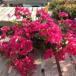 BOUGAINVILLEA, ‘JUANITA HATTEN’ 10" HANGING BASKET , (Hot Pink)