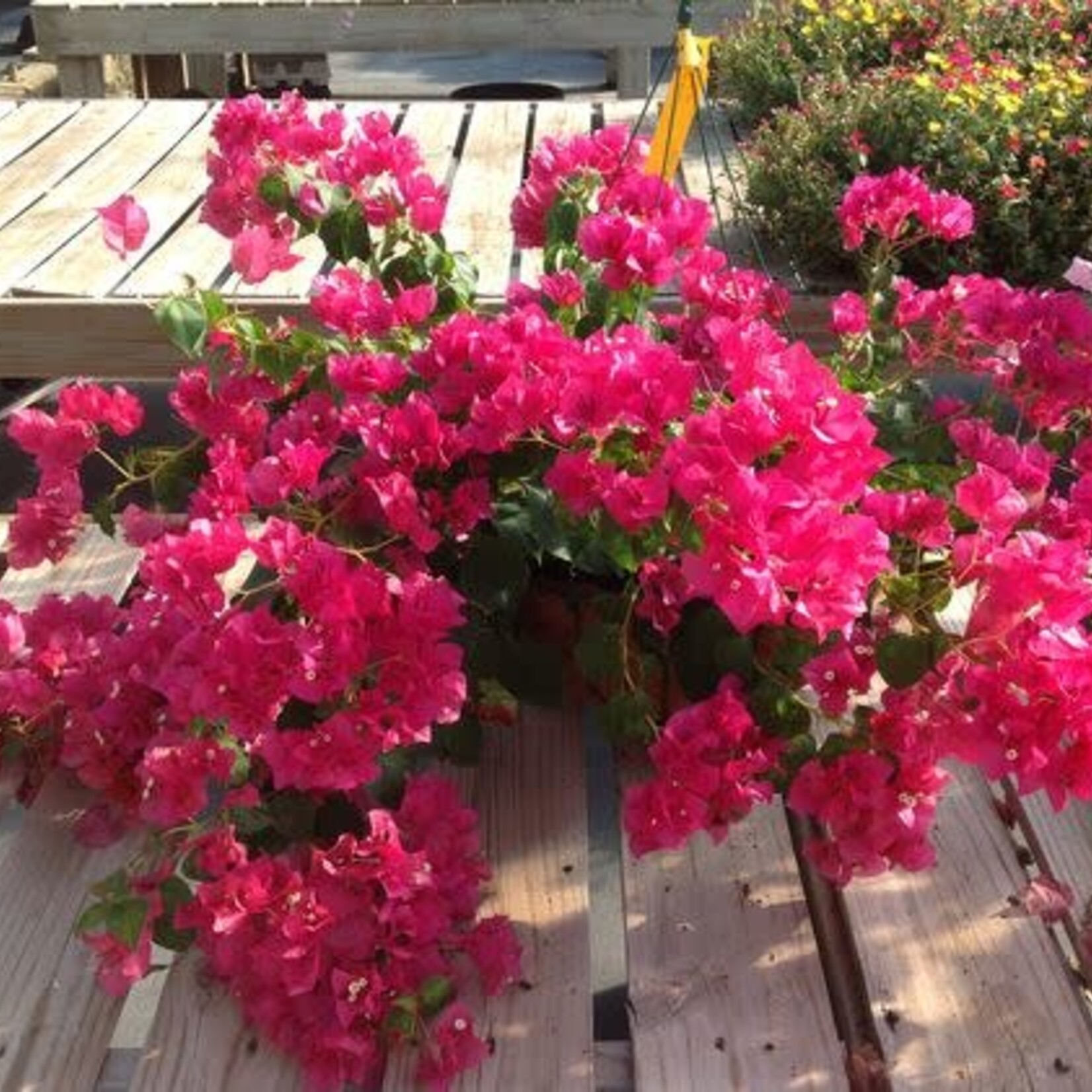 BOUGAINVILLEA, ‘JUANITA HATTEN’ 10" HANGING BASKET , (Hot Pink)