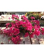 ‘JUANITA HATTEN’ BOUGAINVILLEA PLANT, 10 INCH HANGING BASKET