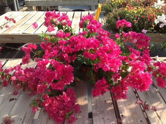 ‘JUANITA HATTEN’ BOUGAINVILLEA PLANT, 10 INCH HANGING BASKET