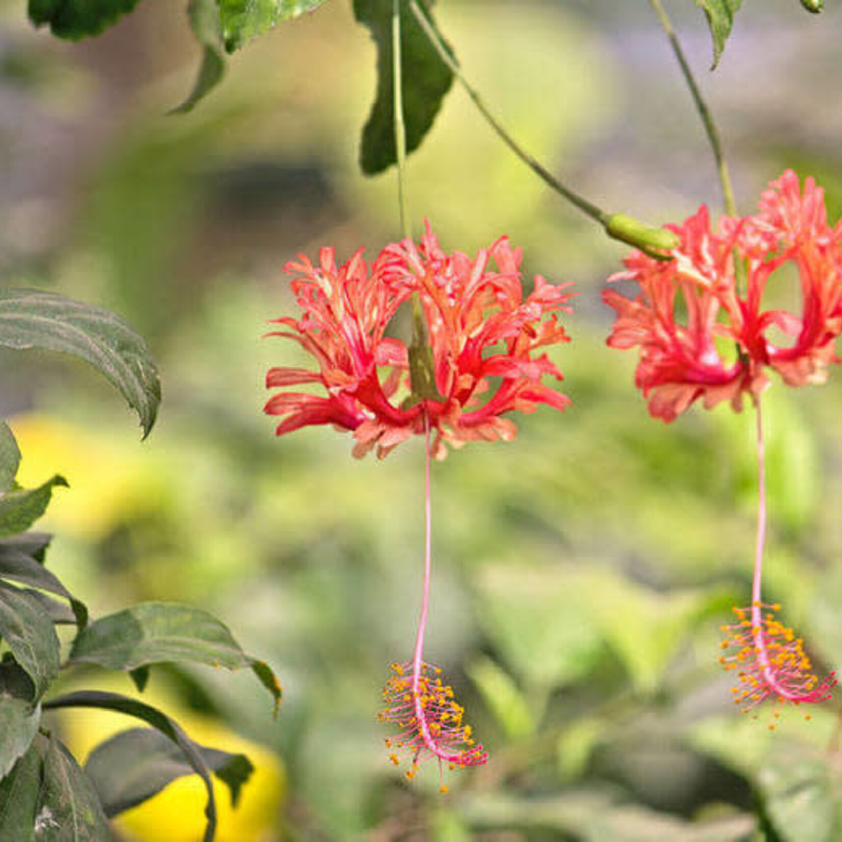 PRIDE OF BARBADOS, 3G, AKA Mexican Bird of Paradise