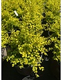 Ligustrum 'Sunshine' 3 Gallon - Golden Variegated Evergreen Shrub