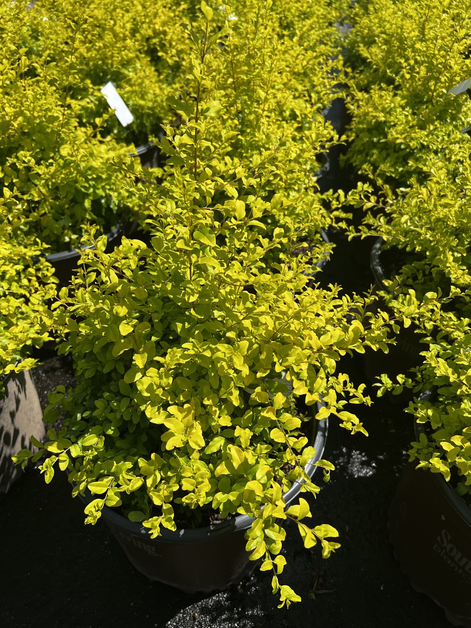 Ligustrum 'Sunshine' 3 Gallon - Golden Variegated Evergreen Shrub