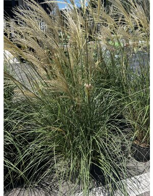 Grass 'Maiden Adagio' 3G