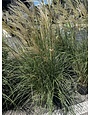 'ADAGIO' MAIDEN GRASS PLANT, 3 GALLON