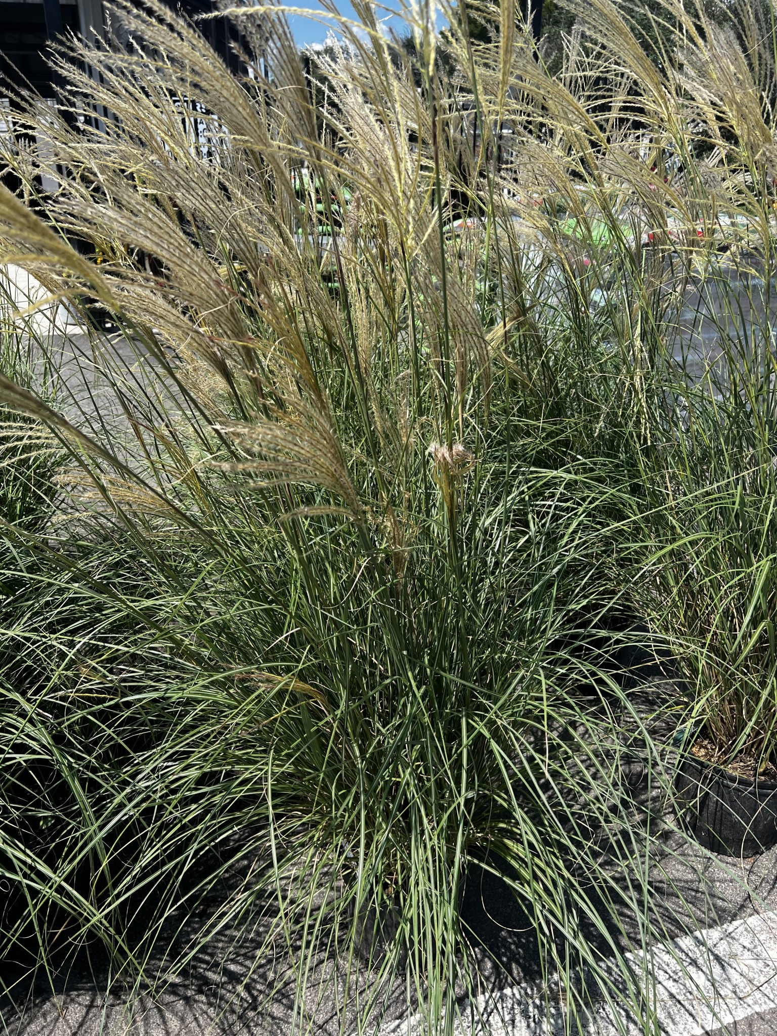 Maiden Grass Adagio 3 Gallon - Miscanthus sinensis 'Adagio'