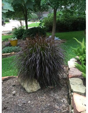 GRASS, 'PURPLE FOUNTAIN GRASS', 1G*