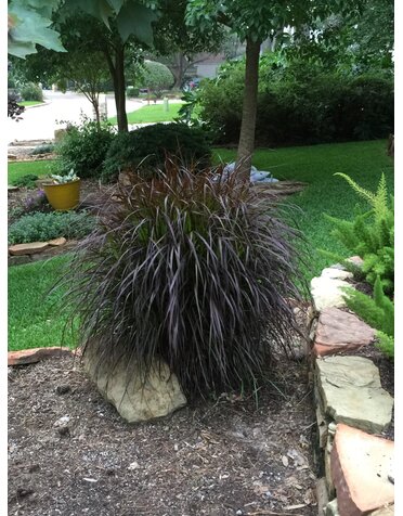 GRASS, 'PURPLE FOUNTAIN GRASS', 1G*