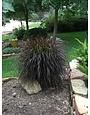 'PURPLE FOUNTAIN' GRASS, 1 GALLON