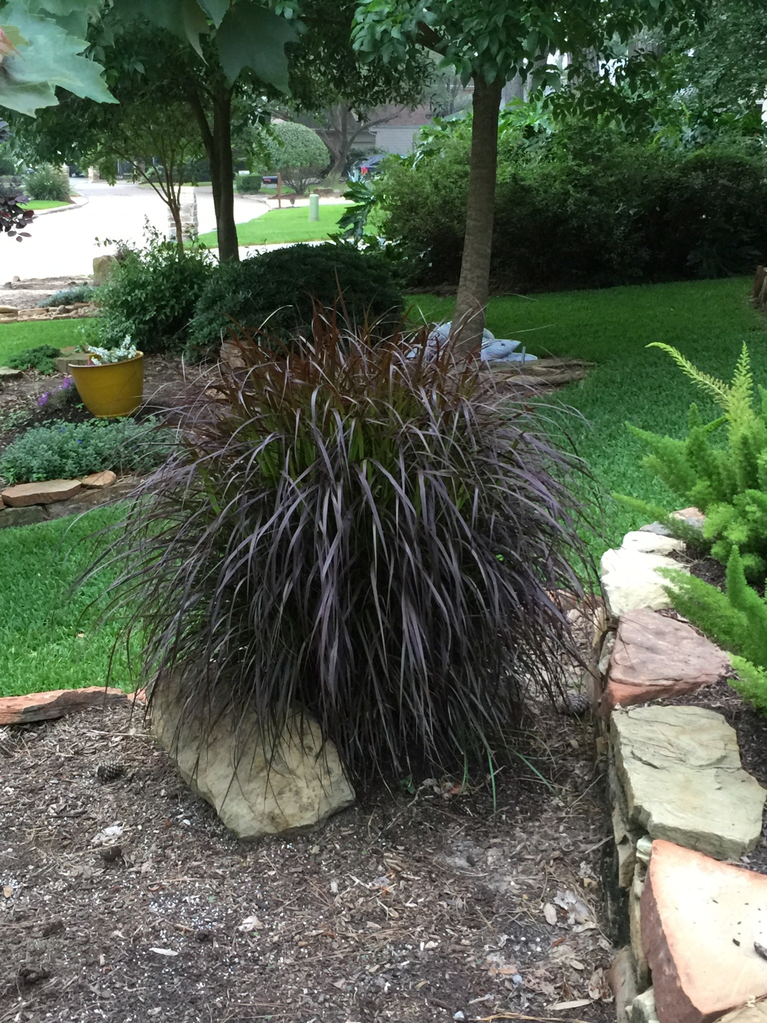 'PURPLE FOUNTAIN' GRASS, 1 GALLON