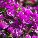 BOUGAINVILLEA, 'ELIZABETH ANGUS', 5G (purple) TRELLISED